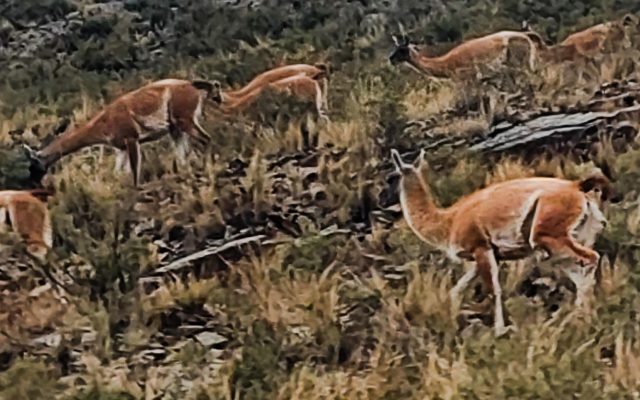 Fauna Villavicencio_