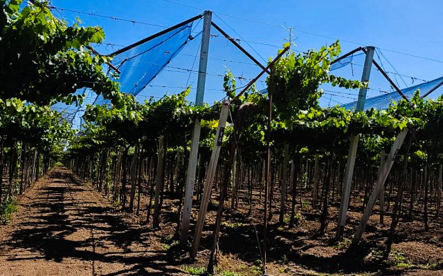 VIÑEDO FS