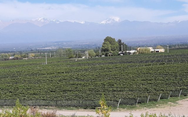 Viñedos y Cordon del Plata, Valle de Uco, Mendoza